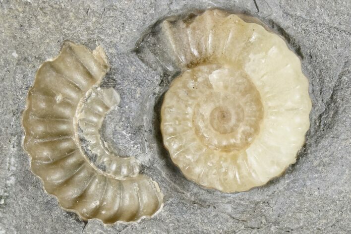 Ammonite (Promicroceras) Fossil - Lyme Regis #166641
